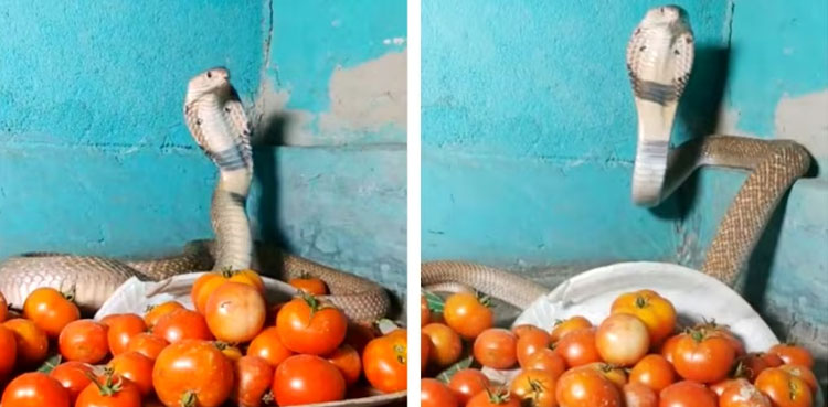 India tomatoes prices