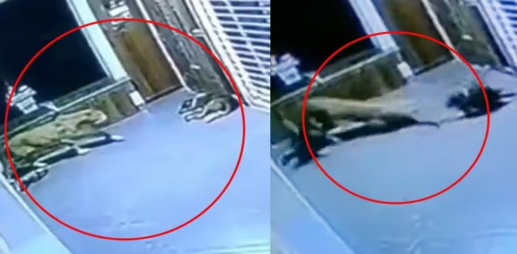 Viral, Dogs scared away leopard, sneaking house