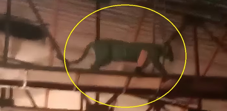 Viral Video, Leopard, enters drama set