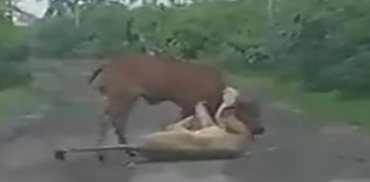 WATCH, Farmer, chases away lion, save his cow