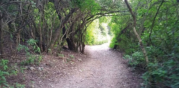 Margalla hills greenery CDA PTC