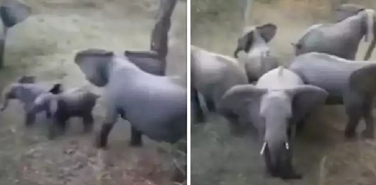 viral elephants video