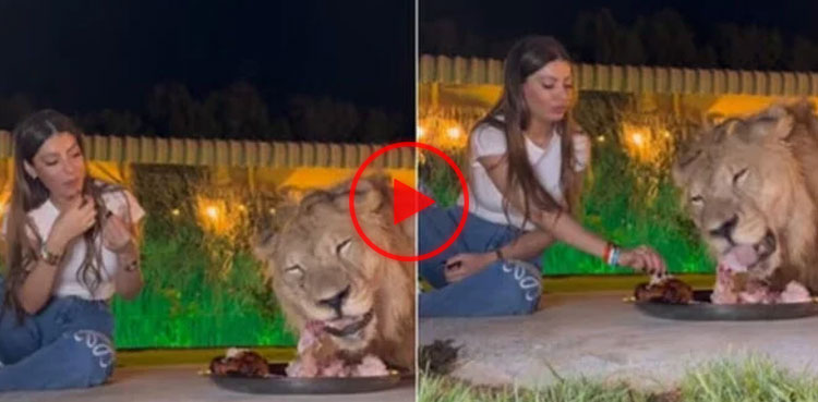 lion video, viral, video, viral video,