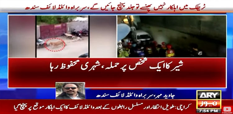 Lion on Karachi road, Lion on Karachi Shahrea Faisal, Lion in Karachi video