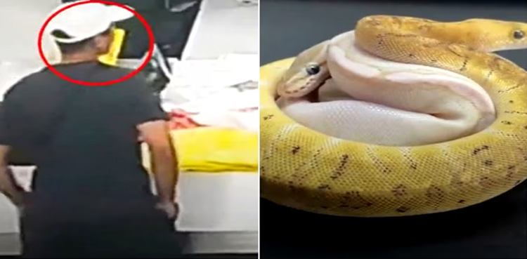 Man conceals 14 reptiles, avoid customs inspection