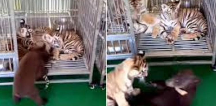 Baby tiger bear, viral video, tiger siblings