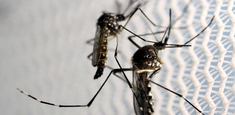 Karachi dengue cases surge