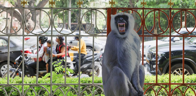 langur cutout monkey