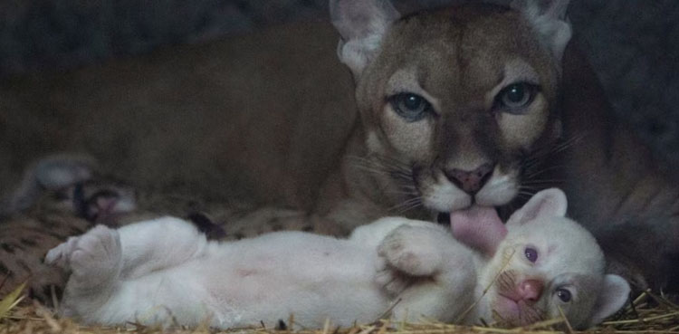 puma-rae-albino-cub