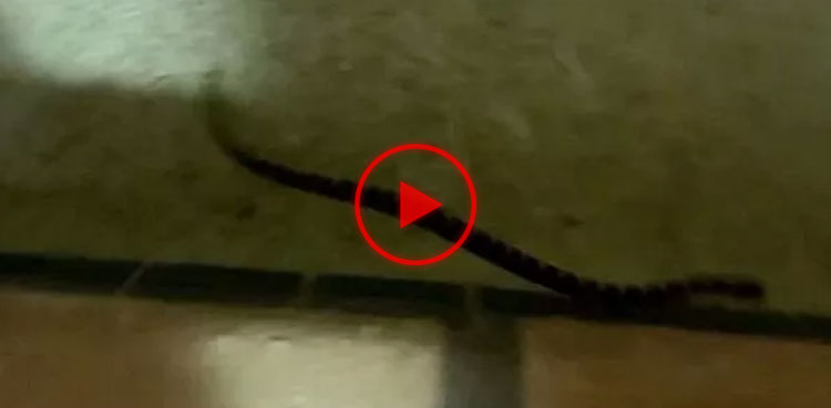snakes video, viral, video, viral video, snakes,