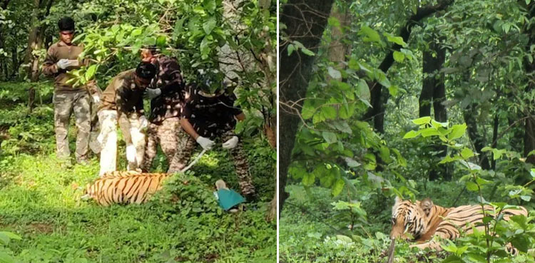 Tiger killed in road accident, Tiger killed by speeding car, tiger video