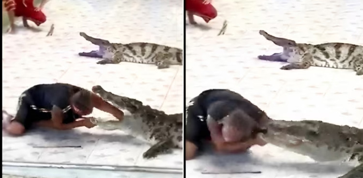 Crocodile bites zookeeper, Viral Video, internet in shock