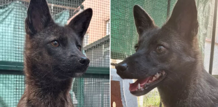fox dog hybrid, Brazil, dogxim