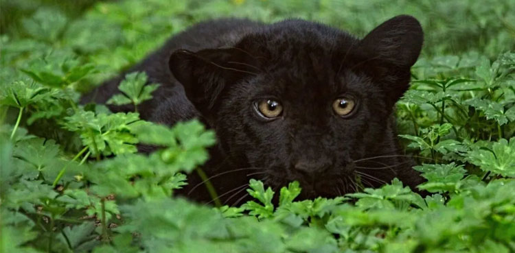 Woman raises Black Panther, Russian woman, Black Panther cat