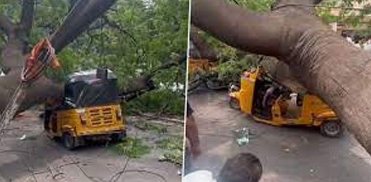Viral video, Auto driver, tree falls on vehicle