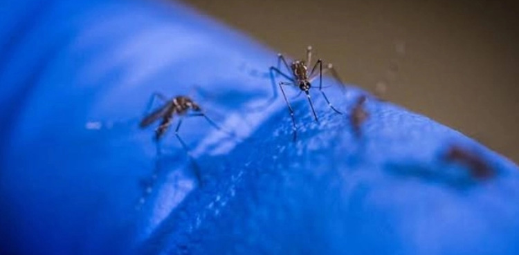 Dengue cases, Karachi, continue to raise, across Sindh