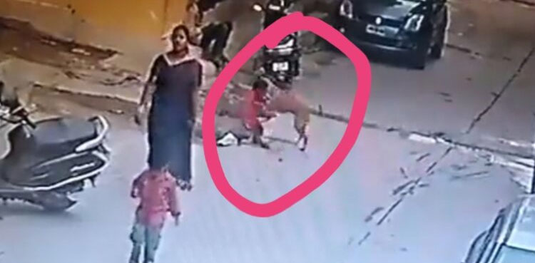 viral, video, viral video, stray dog, dog, dog attack,