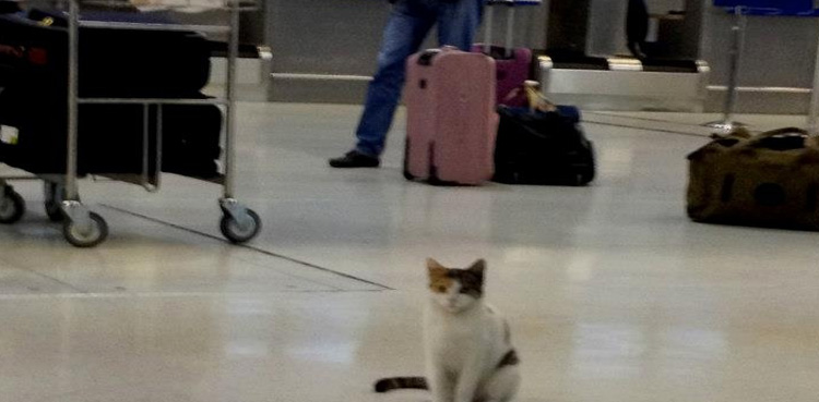 Cat intrusion, creates panic, Lahore airport