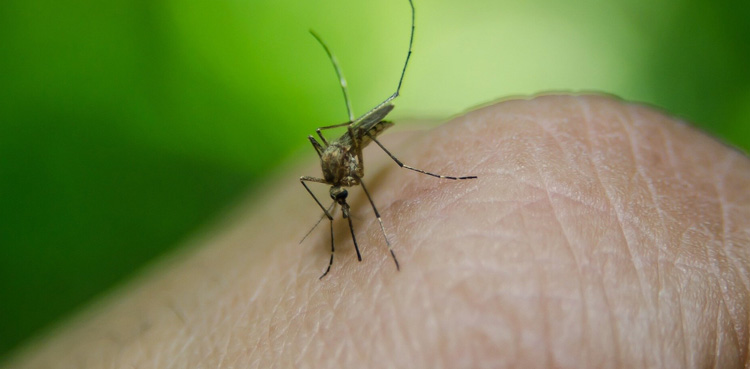 malaria cases Sindh increase