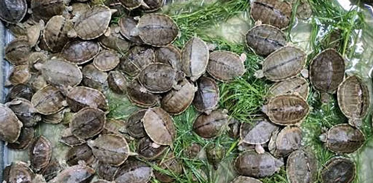 Malaysia, hundreds smuggled tortoises, Ninja Turtle Gang
