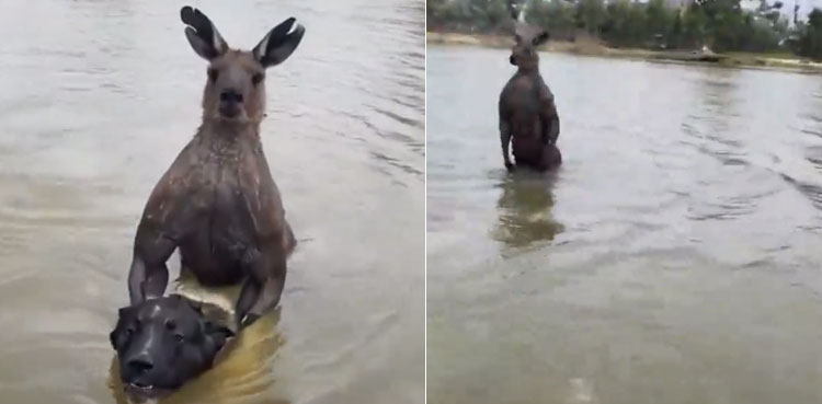 Viral video, man fights kangaroo