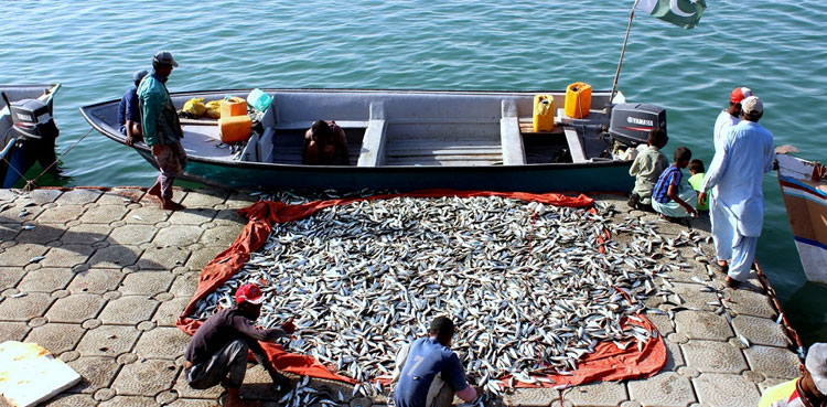 Govt striving to modernise fisheries in Gwadar: PM Kakar