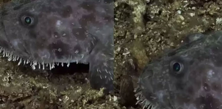 Alien-looking creature, Viral video, Sea Devil, monkfish