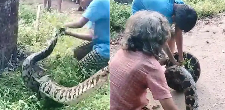 WATCH, Viral Video, Elderly man, teenager, rescue giant python