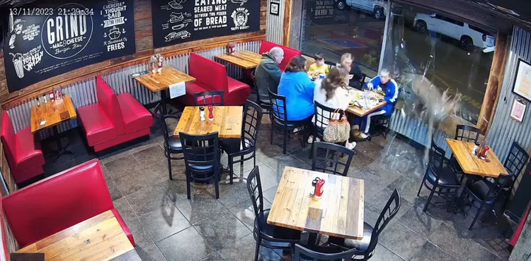 Deer crashes window, restaurant window