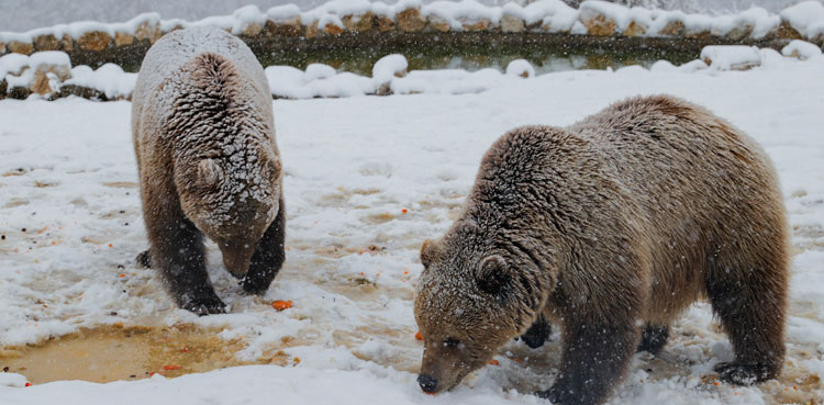bears-lion-snow-kosovo