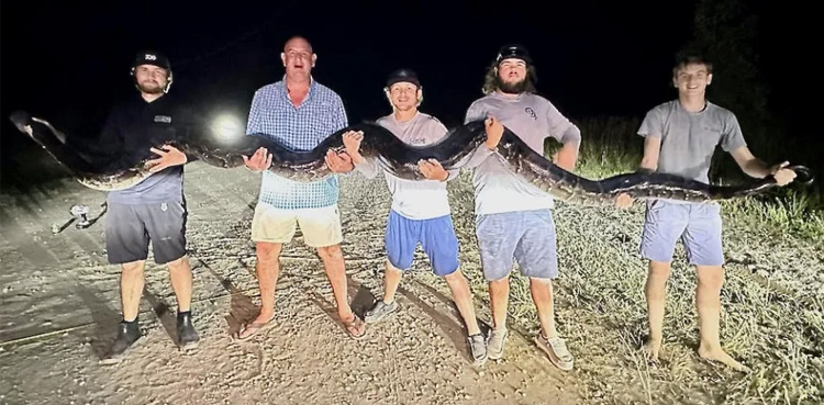Viral, python captured, 17-foot python