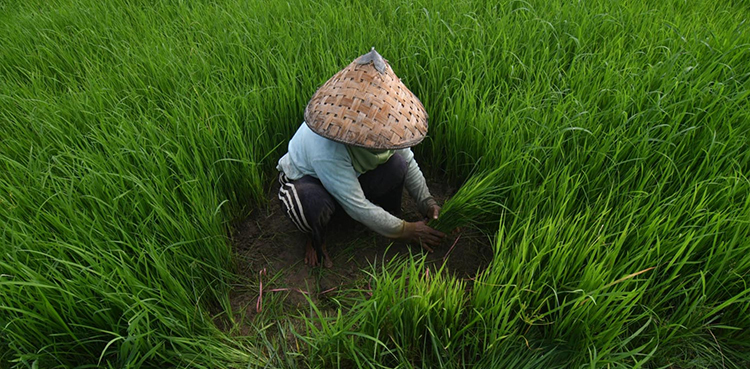 Indonesia military rice