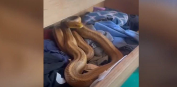 VIRAL, Family finds snake, snake hiding in sock drawer