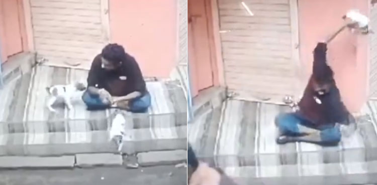 Puppy stomped to death, disturbing video