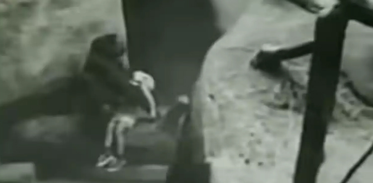 monkey, gorilla, viral, video, viral video, gorilla video, gorilla saves child,