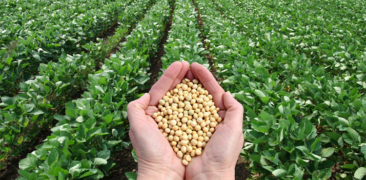 Soybean Pakistan
