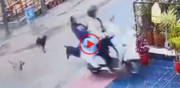viral, video, viral video, dog attack, stray dogs attack, dog attack video, dog attack video