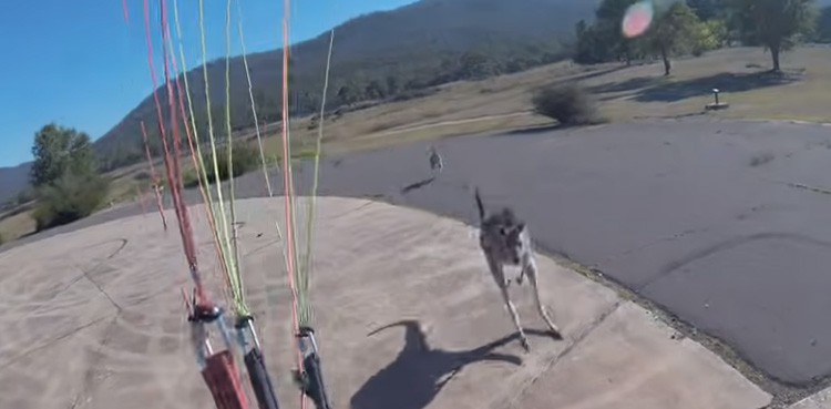 Paraglider lands, Kangaroo attack,