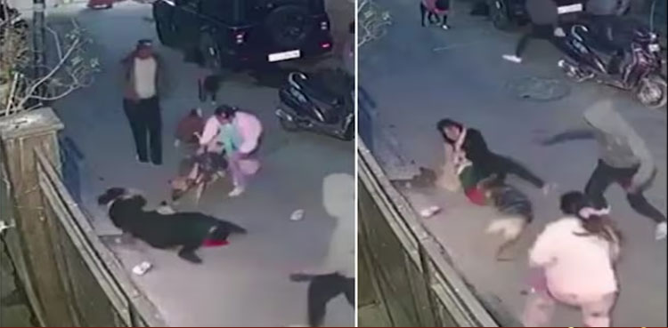 Viral Video, German Shepherd attack