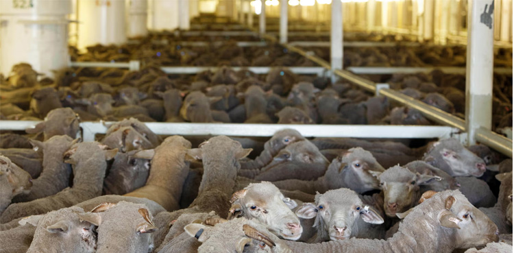 sheep and cattle, Ship stranded, Australia
