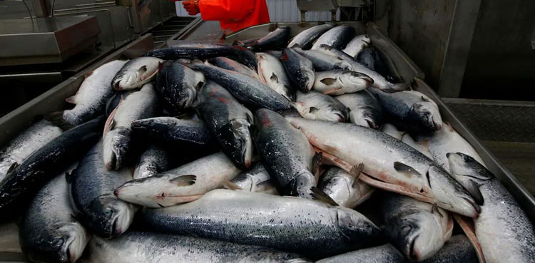 seafood