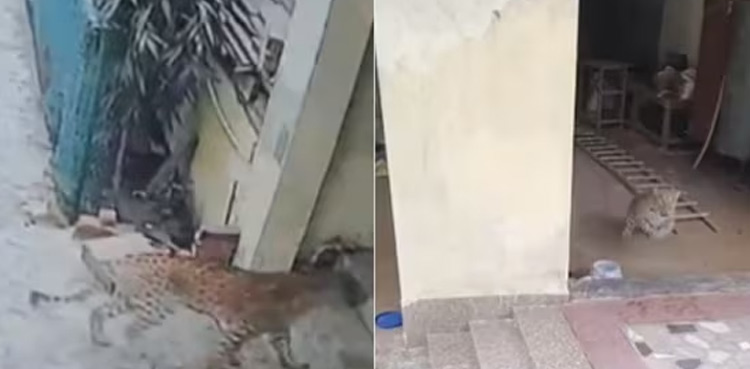 leopard-viral-video-sneaks-into-house