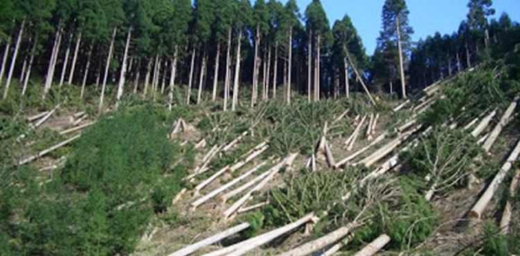 Chief secretary of Gilgit, 44 employees, illegal deforestation,