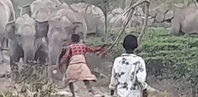 Viral video, Man provoked elephant, instant karma