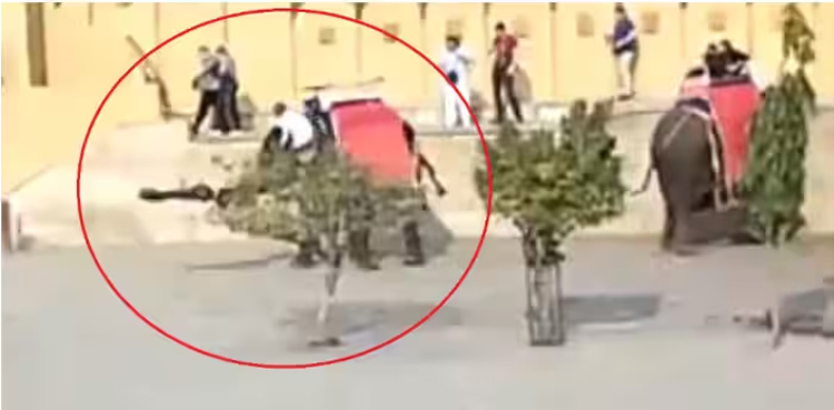 Viral video, Russian tourist, elephant, thrown away by elephant