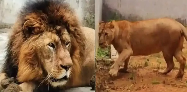 sita-lioness-akbar-lion-indian--hindu-plea