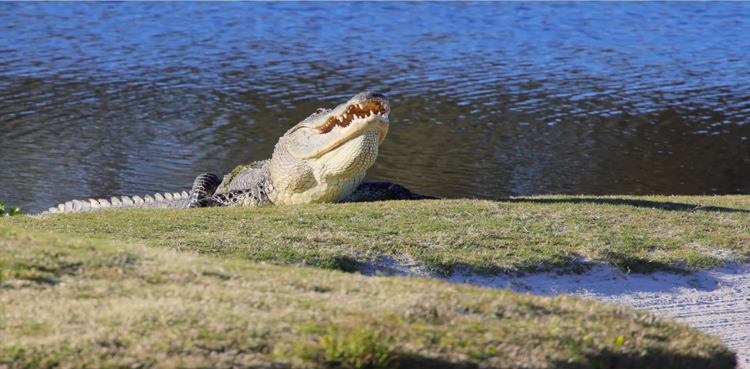 Alligator bites man hands