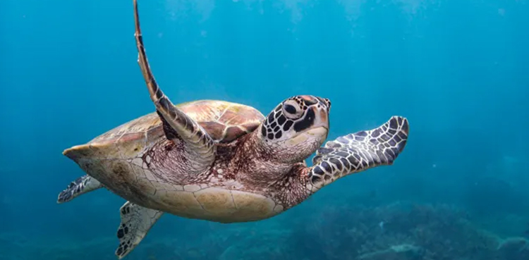 sea turtle meat, children die of sea turtle meat