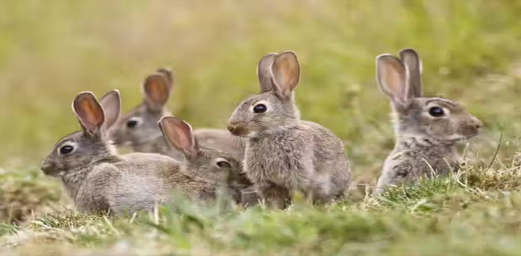 rabbits strangled, 9-year-old boy killed rabbits