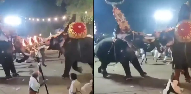 Elephants attack each other, Viral video, Elephants attack during festival